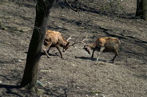 Thorold`s deer males stock image. Image of fight, morning - 169968727