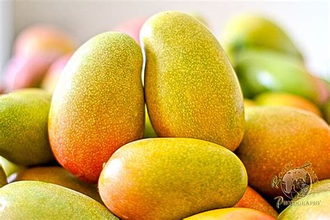 East Indian Mangoes | Mango benefits, Mango, Mangoes