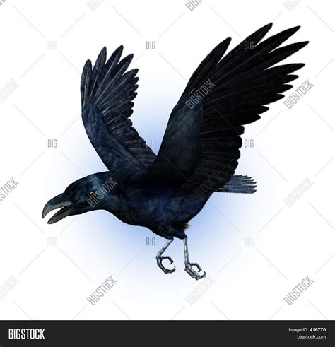 Raven Flying Image & Photo (Free Trial) | Bigstock