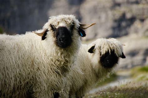 Valais Blacknose Sheep | Gordon McIntyre | Flickr