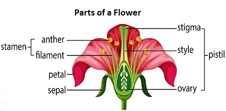 Label the parts of a typical flower (sepals, petals, stamen and carpels, filaments, anthers ...