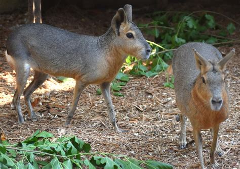 Patagonian Mara | Akron Zoo