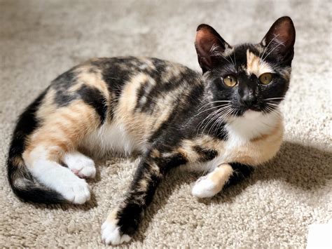 Calico Cat Facts with Pictures