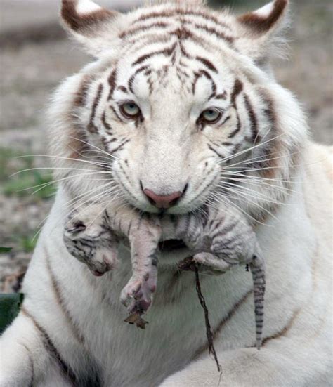 White tiger holding baby tiger cub : pics