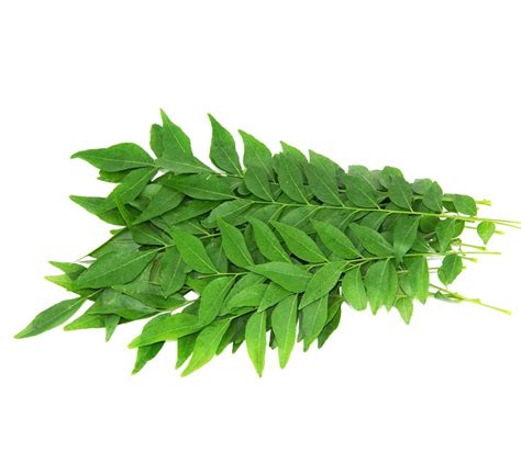 Curry Leaves - | Berry Mart