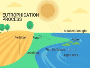 Agricultural Runoff Diagram