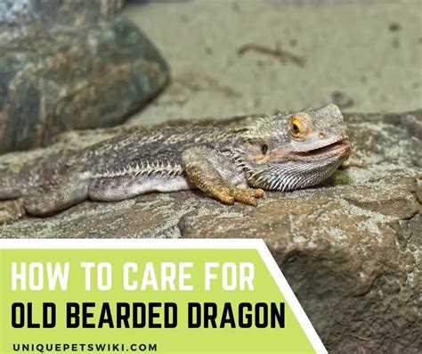 How To Care For Old Bearded Dragon: Tips And Tricks And How To ...