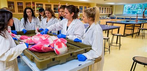 Discovering Human Anatomy, Camps and Youth Programs | Wilfrid Laurier University