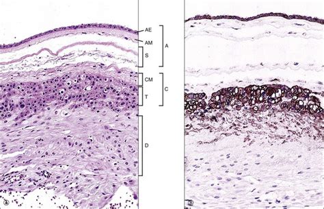 Implantation and Placenta | Basicmedical Key