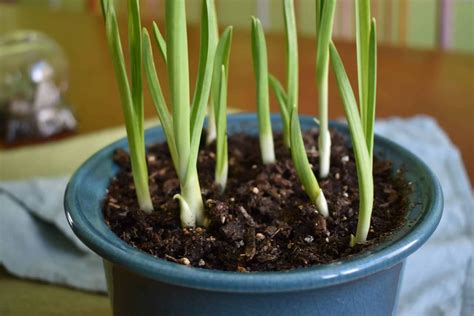 Grow garlic indoors: Ready for light harvest in two weeks - Green Home DIY