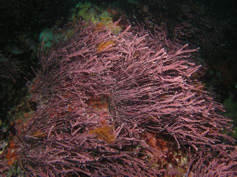 Rhodophyta (Red Algae): Definition, Characteristics, Reproduction, Examples and Role for Life ...