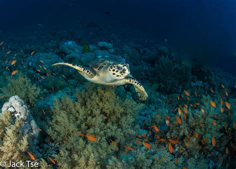 Diving in the Red Sea - Bluewater Dive Travel