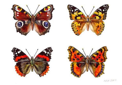 Painted Lady Peacock, Red Admiral, Tortoiseshell | Butterfly watercolor ...