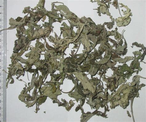 Ai Ye Folium Artemisiae Argyi Artemisia Mugwort New Crop Dry Herb - Buy ...