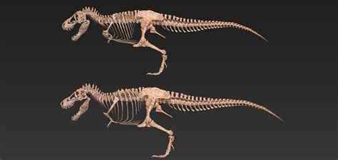 Tyrannosaurus Rex skeleton [SUE / STAN] by. Vitamin Imagination ...