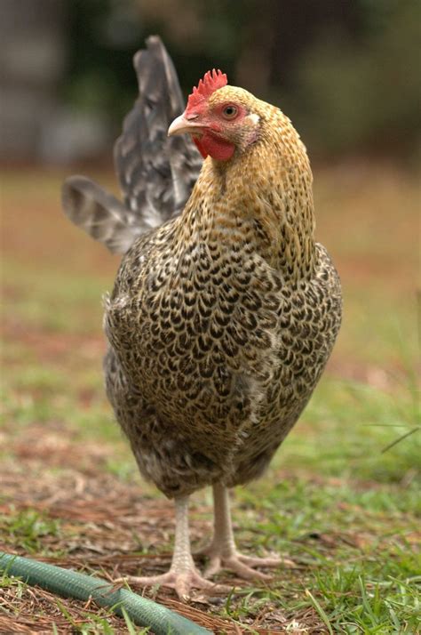 golden cuckoo maran hen | Chicken farm | Pinterest | Raças de galinhas, Animais raros, Galinhas ...