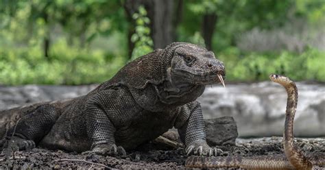 Cuộc chiến của hai loài bò sát nguy hiểm nhất thế giới: Rồng Komodo và rắn hổ mang | Tin nhanh ...