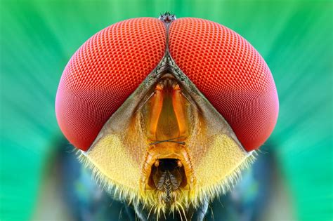 Macro Photography of Insect Eyes | 99inspiration