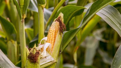 Maize - Agricultural Solutions