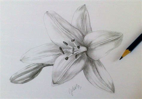 Lily - pencil with drawing | Pencil drawings, Drawings, Lily