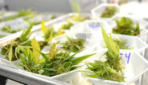 Cannabis Testing & Sampling Preparation | Green CulturED eLearning Solutions