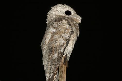 Terrifying 'ghost bird' with freakishly big eyes and humongous mouth spooks out woman ... but ...