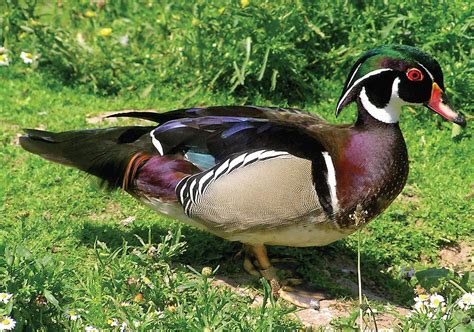 Wood duck | Mallard, Waterfowl, Plumage | Britannica