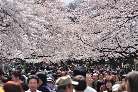 Cherry Blossom Festival in Tokyo Editorial Stock Image - Image of like, tokyo: 24006199