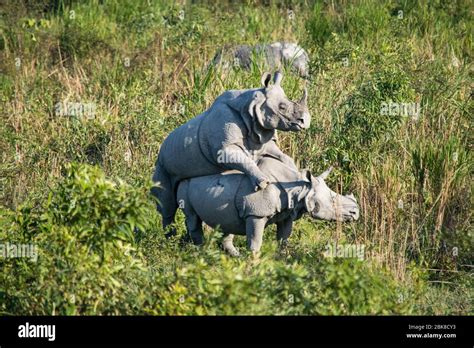 Two mating rhinos at Kaziranga National Park Stock Photo - Alamy