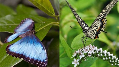 5 of The Most Beautiful Butterflies in The World - Online Field Guide