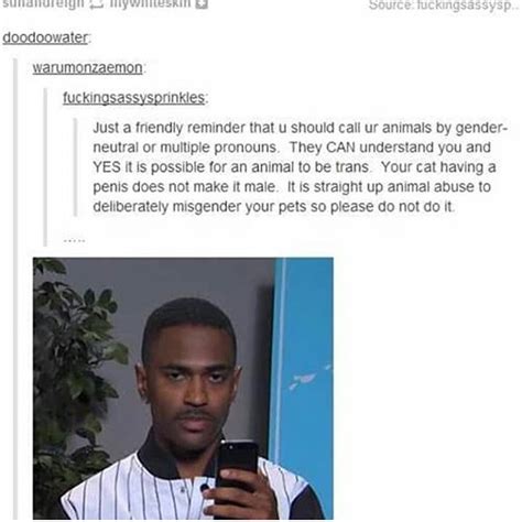 It cat : r/tumblr