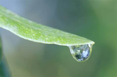 Watering And Fertilizing Olive Tree In Winter: How It Works - Gardeninguru