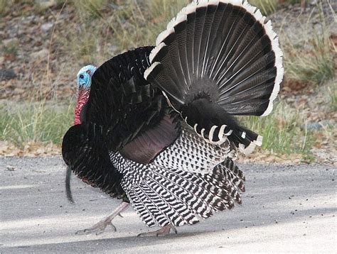 How To Identify Turkey Feathers [Ultimate Guide] - Bird Watching Pursuit