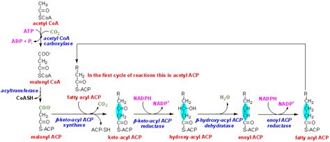 Fatty Acid Synthesis