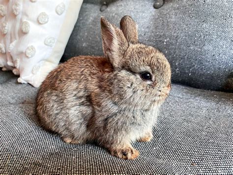 Baby Bunny Care Sheet — Breadbox Farm