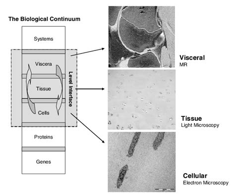 Images acquired in the study at the visceral, tissue and cellular level... | Download Scientific ...