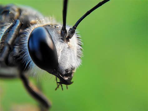 Stunning Macro Photography of Insects by Okqy Setiawan | 99inspiration