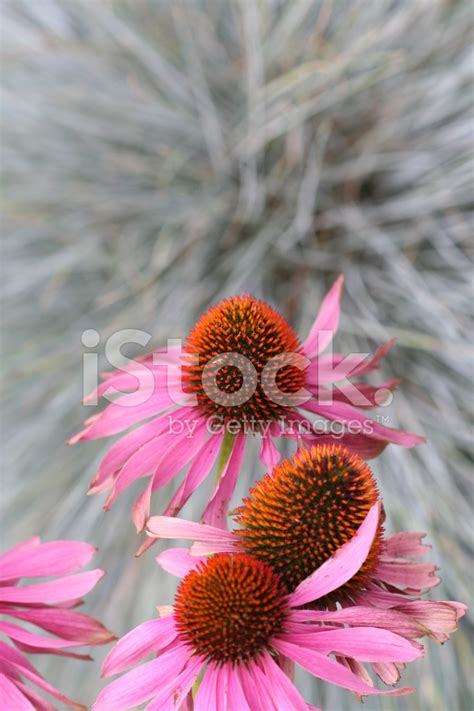 Echinacea Flowers Stock Photo | Royalty-Free | FreeImages