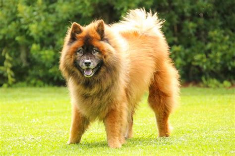 Eurasier: Dog Breed Characteristics & Care