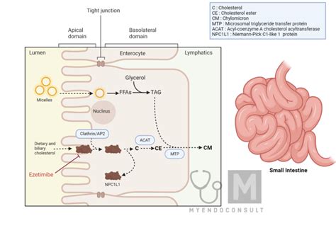 Ezetimibe Mechanism Of Action - My Endo Consult