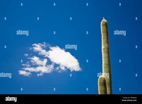 Saguaro National Park Arizona USA Stock Photo - Alamy