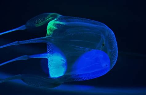 Box Jellyfish - Description, Habitat, Image, Diet, and Interesting Facts