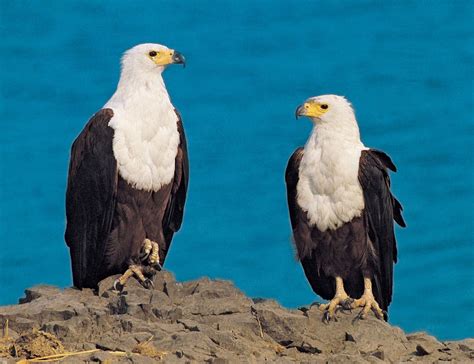 Eagle | Characteristics, Habitat, & Facts | Britannica