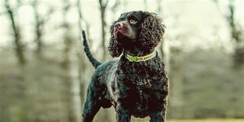 American Water Spaniel Dog Breed Guide | Gundog Journal