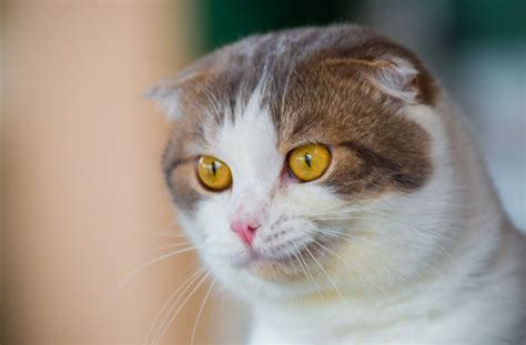 7 Unique-Looking Cat Breeds | BeChewy