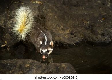 Largetoothed Ferret Badger Close Eating Water Stock Photo 600015440 ...