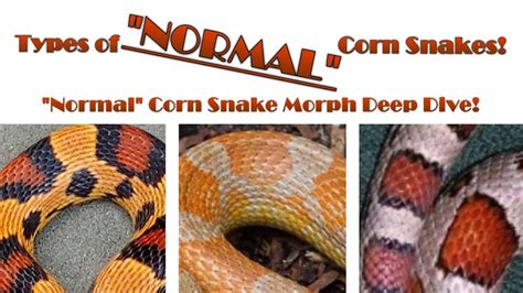 Corn Snake Morphs Guide