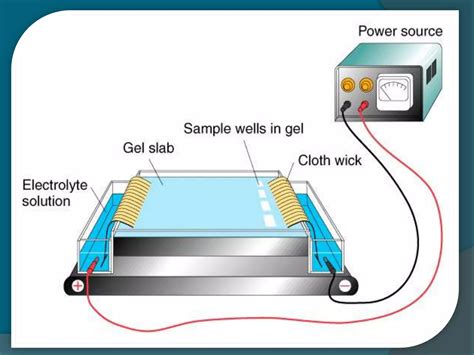 Hb electrophoresis (principle materials and procedure) | PPT | Free ...