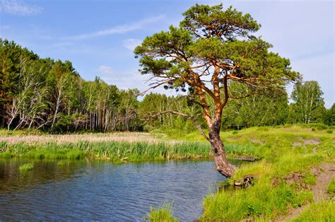 Landscape With Pine Tree And Lake Free Stock Photo - Public Domain Pictures