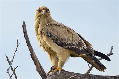 File:2012-tawny-eagle-0.jpg - Wikimedia Commons